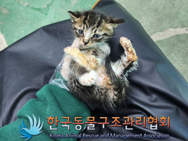 한국동물구조관리협회_441560202301610